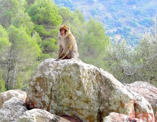   مصر اليوم - قردة مغربية لمؤانسة عوانس أوروبا