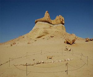   مصر اليوم - اهتمام عالمي بالكشف الأثري المصري لحيتان عمرها 42 مليون عام