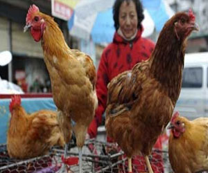   مصر اليوم - الصين تعلن عن 3 وفيات جديدة بأنفلونزا الطيور