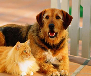   مصر اليوم - الحيوانات الأليفة تقلل خطر الإصابة بأمراض القلب