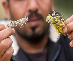 مصر اليوم - دراسة إيطالية تقترح وضع الحشرات كغذاء شهي للبشر