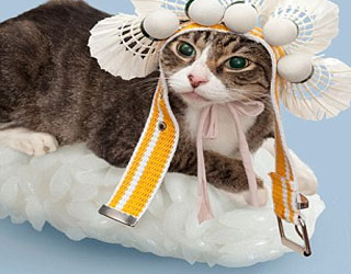   مصر اليوم - صور قطط السوشي تحير المحبين لها في العالم