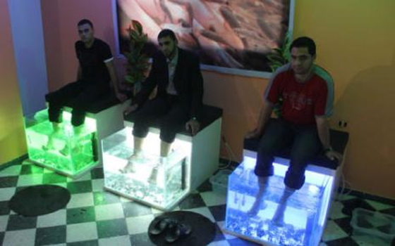   مصر اليوم - افتتاح مركز تخصصي لعلاج الأمراض الجلدية المختلفة بواسطة الأسماك في غزة