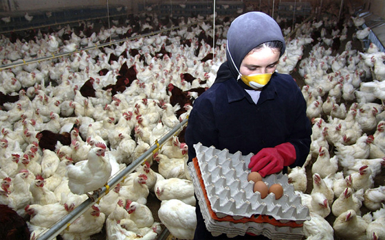 مصر اليوم - العراق يقرر منع استيراد الدواجن من 19 دولة تخوفًا من أنفلونزا الطيور