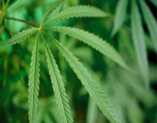 مصر اليوم - الماريجوانا تقي من الإصابة بمرض السكري