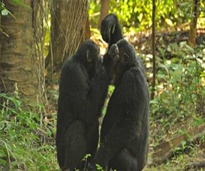 مصر اليوم - دراسة تكشف وجود تشابه في الخداع بين القردة والبشر