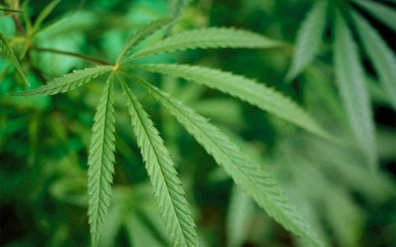   مصر اليوم - الماريجوانا تقي من الإصابة بمرض السكري