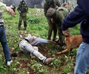   مصر اليوم - الاحتلال يطلق كلابه على فلسطينيين في الخليل وتصيبهما بجروح