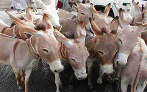 مصر اليوم - الاتحاد الأوروبي يوقف استيراده للحمير المغربية لتفشي وباء بينها