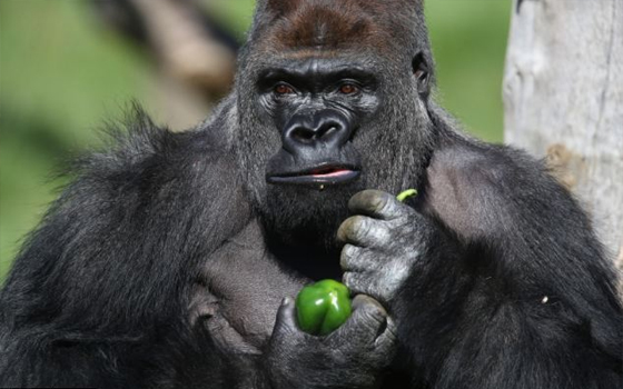 مصر اليوم - كومبوكا ينتقل من بيتون إلى حديقة حيوان لندن لجذب الغوريلات