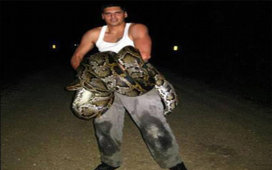   مصر اليوم - فلوريدا تنجح في قتل أكبر ثعبان بايثون تم صيده