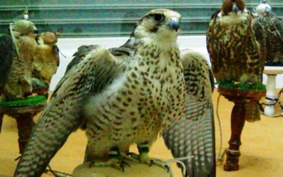 مصر اليوم - صقارو المغرب : نجوع لتعيش الصقور