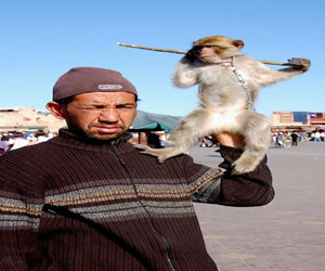 مصر اليوم - حملة واسعة في مراكش للكف عن الفرجة والتقاط الصور مع القردة