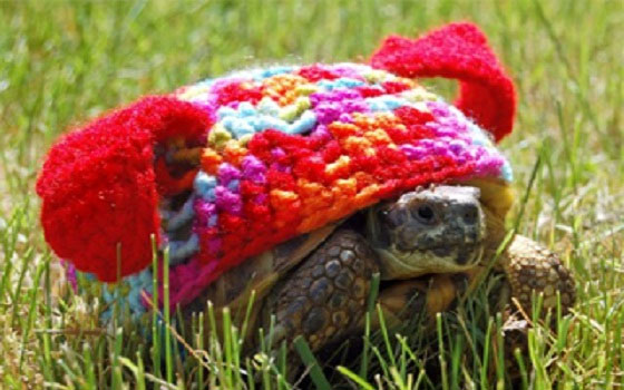   مصر اليوم - رداء للسلاحف بتصميمات سمك القرش والقرع العسلي