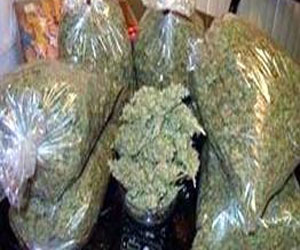   مصر اليوم - ضبط 2,7 طن بانغو أثناء محاولة تهريبها من سيناء