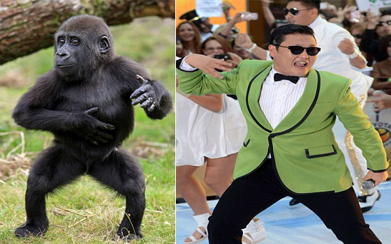   مصر اليوم - غوريلا تقلد رقصات النجم الكوري Psy في أغنية جانج نام ستايل