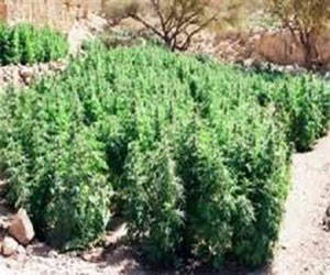   مصر اليوم - ضبط 150كيلو بانغو في سيارة في الشرقية وهروب مستقليها