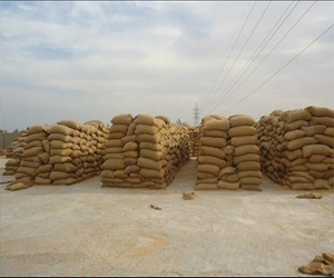   مصر اليوم - توريد 162 ألف طن من محصول القمح في الفيوم