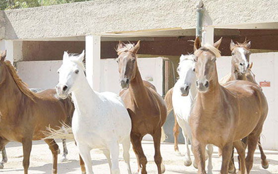   مصر اليوم - المغرب يُعد خطة لإنقاذ الخيول البربرية من الانقراض