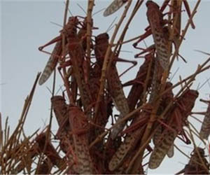   مصر اليوم - أسراب الجراد بالمليارات تتدفق على إسرائيل