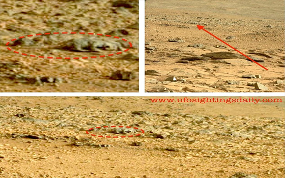   مصر اليوم - صور وكالة ناسا تُظهِر وجود سحلية على سطح المريخ