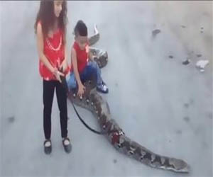 مصر اليوم - طفلان يتنزهان مع أفعى ضخمة في رام الله