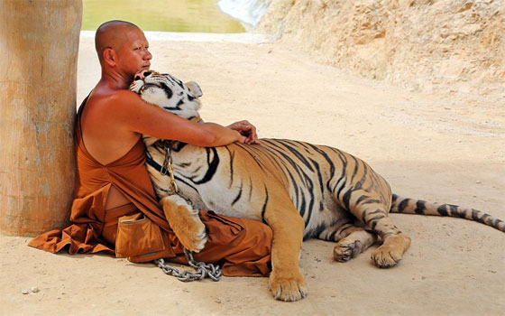   مصر اليوم - التقاط مجموعة من الصور لنمور في معبد تايلاندي مثير للجدل