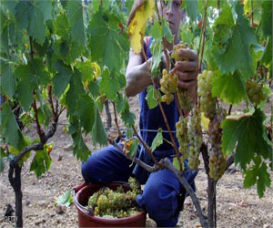   مصر اليوم - الجزائر تفتح قطاع الزراعة للمستثمرين الأجانب