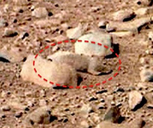   مصر اليوم - حيوان قارض على سطح كوكب المريخ