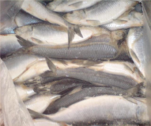   مصر اليوم - تأخير موسم صيد سمك الرنجة في هولندا