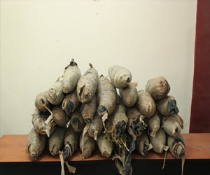   مصر اليوم - توقيف مسجل خطر دقهلاوي ومعه 8 كيلو بانغو وسلاح ناري