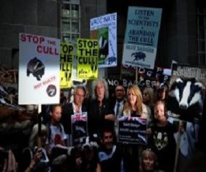   مصر اليوم - المدافعون عن حيوان الغرير يتظاهرون في لندن إحتجاجًا على الإجهاز عليها