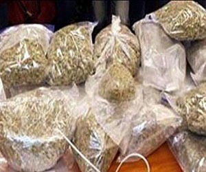   مصر اليوم - ضبط متهم في حوزته 65 كيلو بانجو في الإسماعيلية