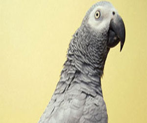   مصر اليوم - بريطاني يطالب بتعويض عن وفاة ببغائه من ضوضاء الطائرات