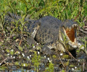   مصر اليوم - تماسيح المياه المالحة تتعايش مع مواطني الأراضي الشمالية في أستراليا