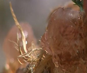   مصر اليوم - السودان يسعى لزيادة إنتاجه من الصمغ العربي