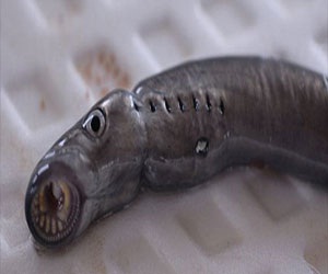   مصر اليوم - بيئيون يكافحون الأسماك مصاصة الدماء في ميتشجان