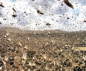 مصر اليوم - الجراد يهدد محمية سانت كاترين ويهاجم أندر النباتات الطبية