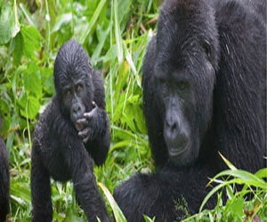   مصر اليوم - الحدائق الألمانية تنتهك قوانين حماية حقوق الحيوان عند تقديم عروض