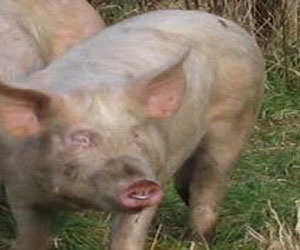   مصر اليوم - استخدام البروتينات المشتقة من الخنازير لتغذية الأسماك