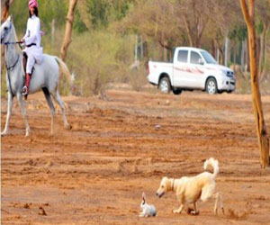 مصر اليوم - عروض الخيل والصيد تظهر في مهرجان صيف نجران
