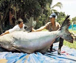 مصر اليوم - سريان قرار تنظيم صادرات الأسماك في عمان