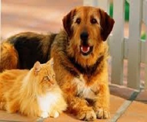 مصر اليوم - التدخين السلبي يسبب السرطان لحيوانات المنزل