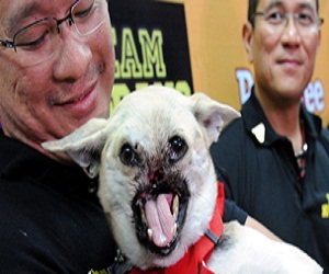 مصر اليوم - الفيلبين تستقبل الكلبة كابانغ استقبال الأبطال