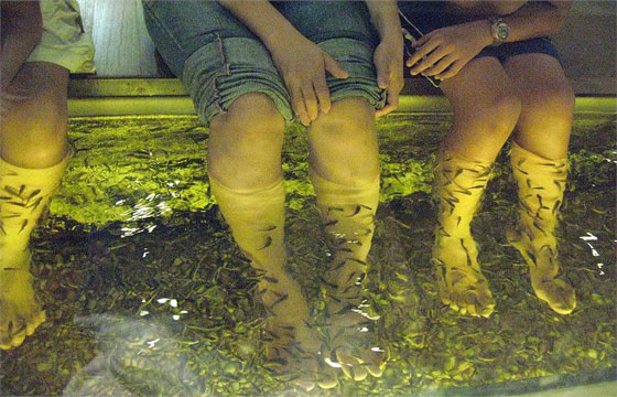 مصر اليوم - السمك الطبيب في غزة يُعالِج الصدفية والأكزيما وصولاً للأمراض النفسية