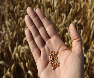   مصر اليوم - العراق مناقصة لشراء 50 ألف طن القمح