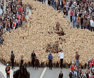   مصر اليوم - مارسيليا تحتفل  بإمرأة تمتطي 3 خيول وتقود 3000 خروف