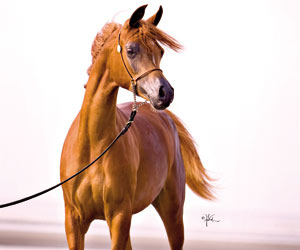 مصر اليوم - غانية عذبة بطلة إيطاليا لجمال الخيل العربية