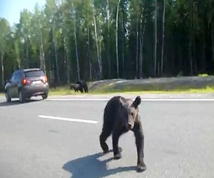 مصر اليوم - الدببة تتسول على سائقي السيارات للحصول على الطعام