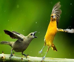 مصر اليوم - الطيور تتشاجر أيضًا خلال موسم التزاوج